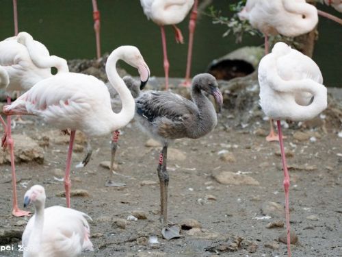 北市動物園迎來粉紅喜事!水禽區 6 隻大紅鶴寶寶亮相,萌樣療癒全場 北市動物園迎來粉紅喜事!水禽區 6 隻大紅鶴寶寶亮相,萌樣療癒全場